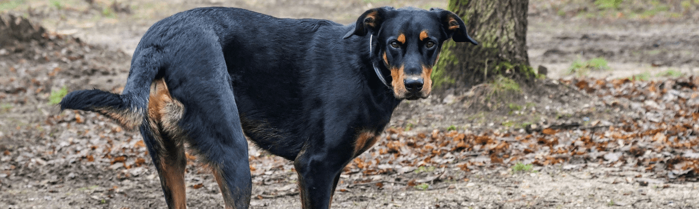 Le Beauceron Fiche Infos Chien Centre Hospitalier Veterinaire Fregis