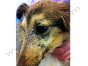 Dermatomyosite chez le Beauceron