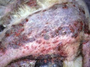 Syndrome furonculose-cellulite du Berger allemand 