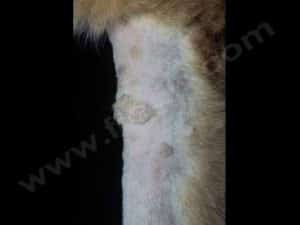 Nodules sur la patte d’un Berger allemand 