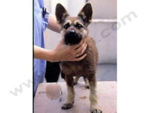 anisme hypophysaire congénital chez le Berger Allemand