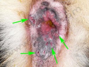 Fistules périanales chez un Berger allemand 