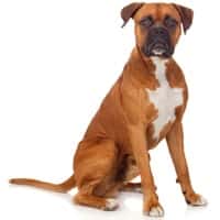 Fiches Infos Races Chez Les Chiens Centre Hospitalier