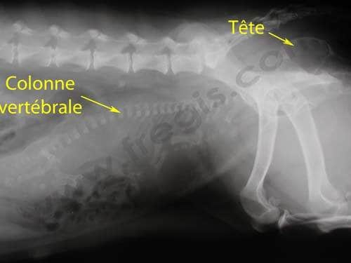 Ma chienne a du mal à mettre bas