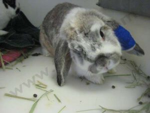Mon lapin a la tête penchée