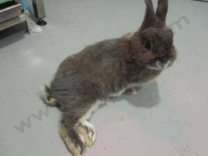 Mon lapin est paralysé
