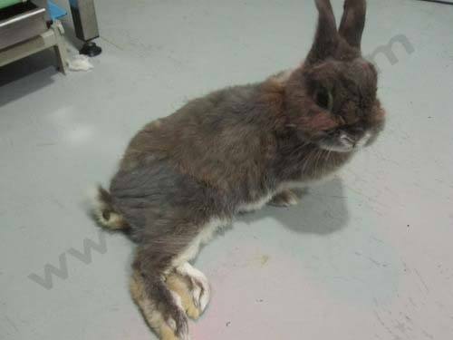 Mon lapin est paralysé