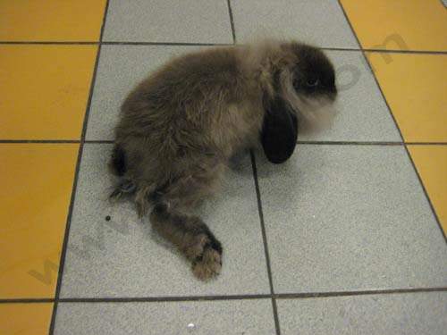 Mon lapin a une fracture