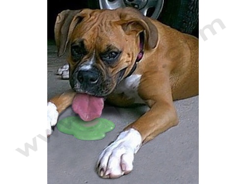 Intoxication à l'Antigel chez le chien