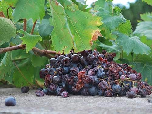 Intoxication au raisin chez le chien