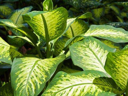 Intoxication au Dieffenbachia chez le chien
