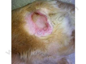 Folliculite Pyotraumatique chez le Labrador Retriever
