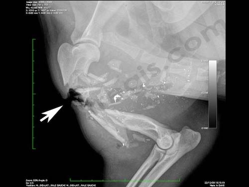 Mon chien a une fracture ouverte
