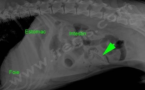 Mon Chien Vomit Fiche Urgence Chien Centre Hospitalier Veterinaire Fregis Arcueil Mon Chien Vomit Fiche Urgence Chien Centre Hospitalier Veterinaire Fregis Arcueil