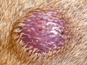 Histiocytome cutané chez le Pinscher