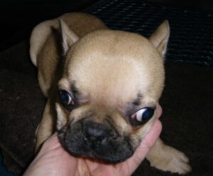 Chiot Chihuahua avec une hydrocéphalie congénitale