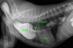 Jabot oesophagien chez un Berger Allemand