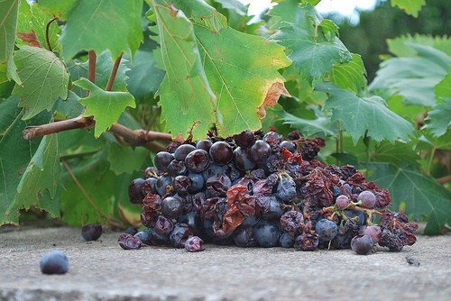 Intoxication au raisin chez le chien