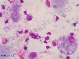 Pneumocystose chez le Teckel