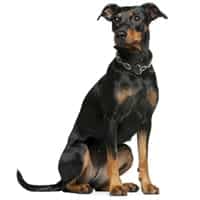 Le Pinscher Fiche Infos Chien Centre Hospitalier