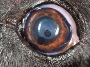 Kyste de l'iris chez le Chesapeake Bay retriever