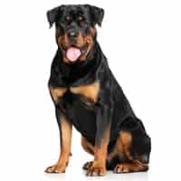 Le Rottweiler Fiche Infos Chien Centre Hospitalier
