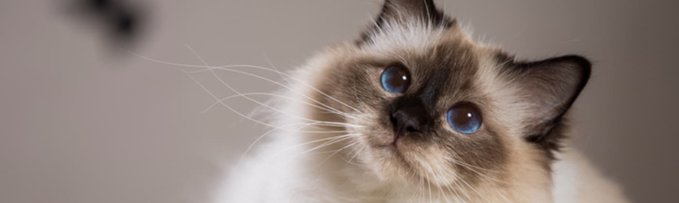 Le Sacre De Birmanie Fiche Infos Chat Centre Hospitalier Veterinaire Fregis