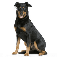Le Beauceron Fiche Infos Chien Centre Hospitalier Veterinaire Fregis