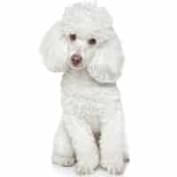 Le Caniche Fiche Infos Chien Centre Hospitalier