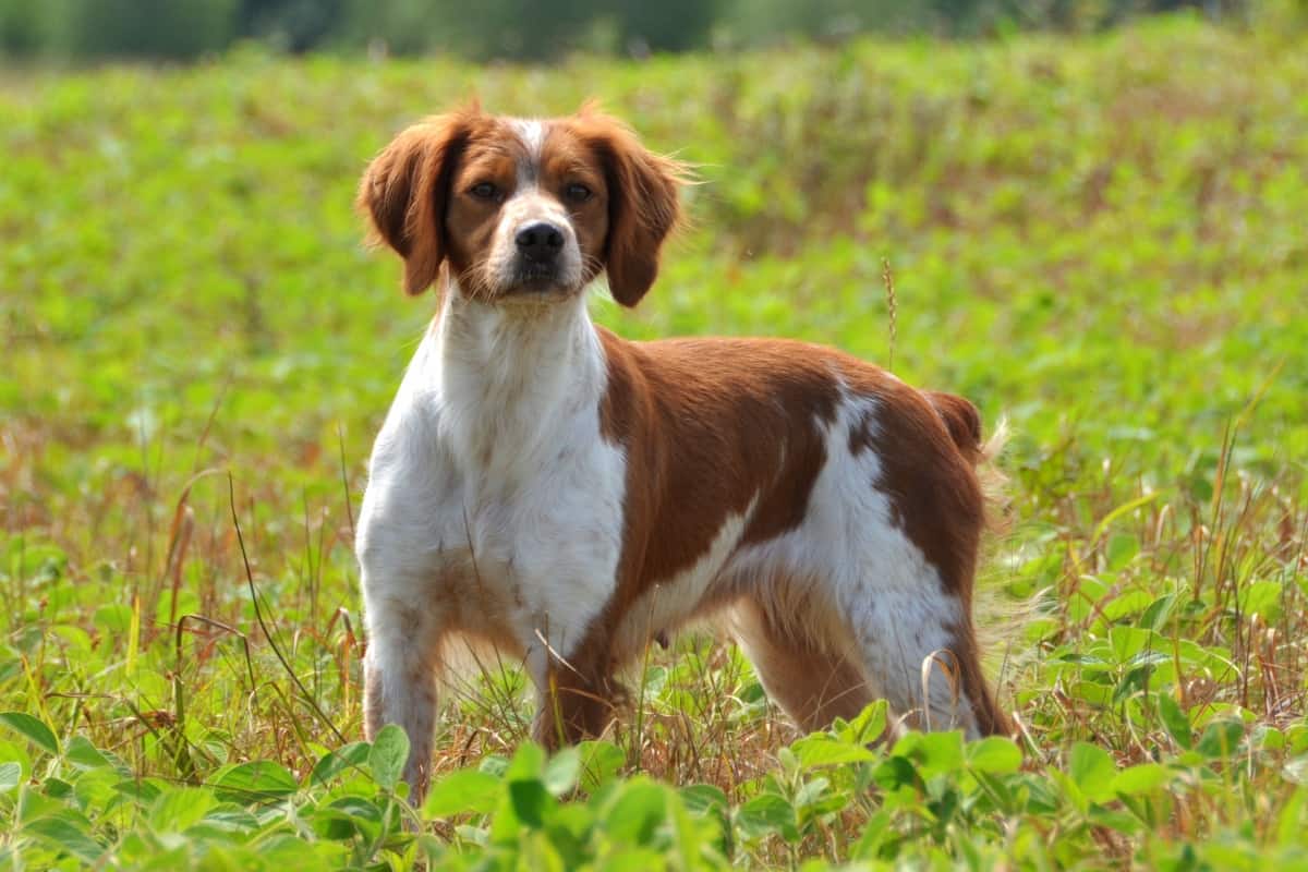 Amyotrophie médulaire du chien