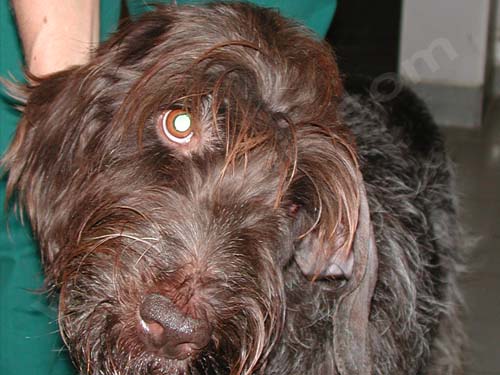 Ablation du conduit auditif chez le chien