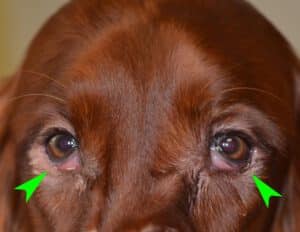 Entropion chez le Beauceron
