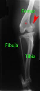 Radiographie de face du genou d'un Flat-coated retriever