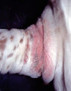 Dermatite à Malassezia chez le Jack Russel Terrier