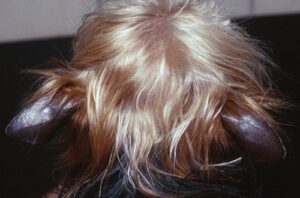 Syndrome des oreilles de cuir chez le Yorkshire Terrier