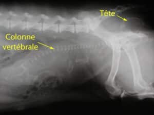 Dystocie chez le Border terrier