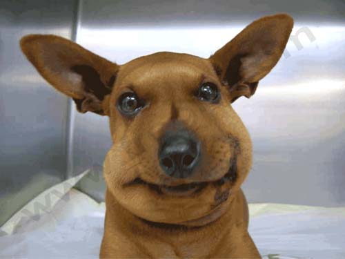 Mon chien s'est fait mordre par un vipère