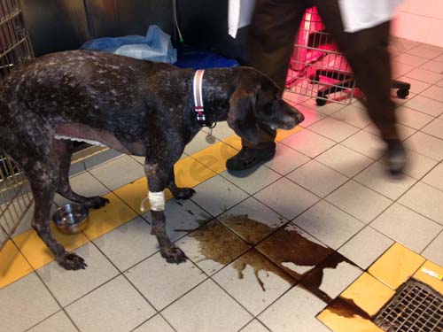 Intoxication à l'aspirine chez le chien