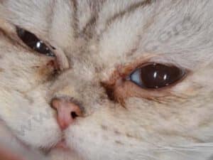 Chat Persan présentant un épiphora, race de chat