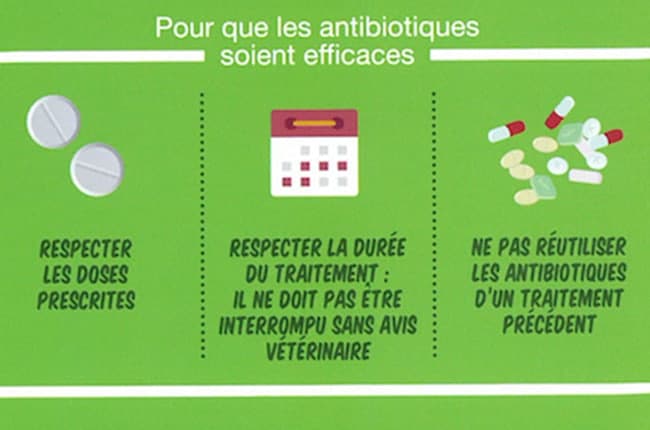 Antibiotiques chez le chien et antibiorésistance