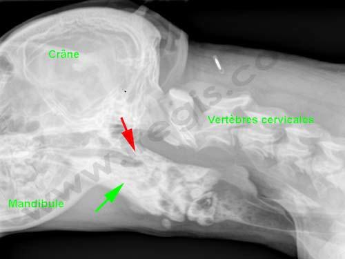 Achalasie crico-pharyngienne chez le chien