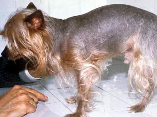 L'alopécie des robes diluées chez le chien