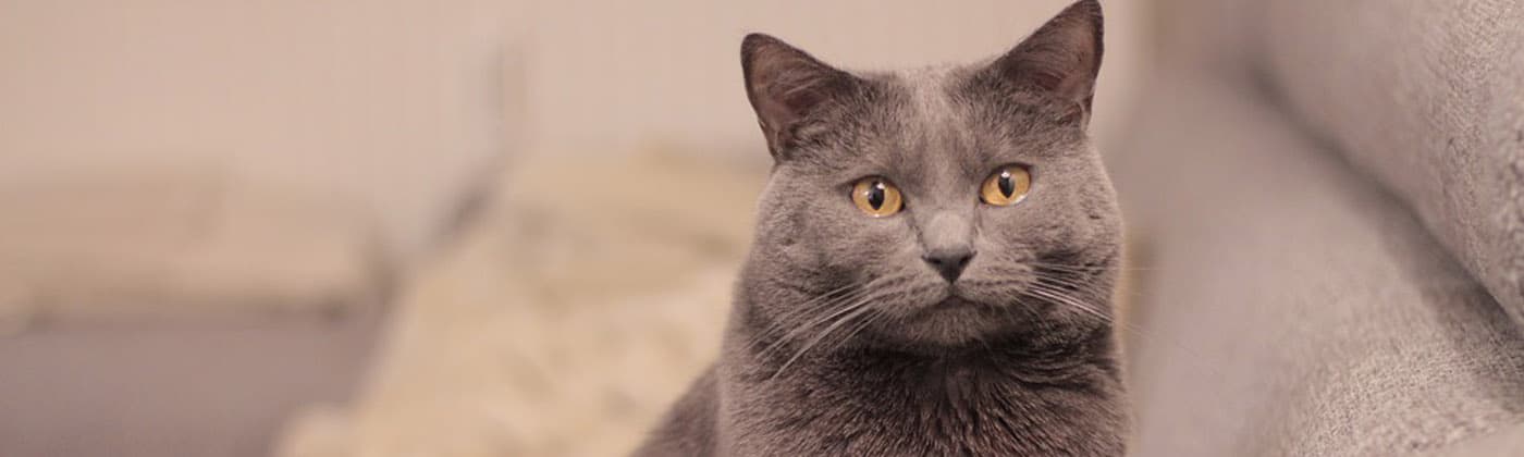 Le Chartreux Fiche Infos Chat Centre Hospitalier Veterinaire Fregis Le Chartreux Fiche Infos Chat Centre Hospitalier Veterinaire Fregis