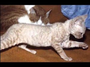 Rex Devon Myopathie, race de chat