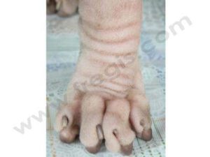 Coussinet d'un Sphynx, race de chat