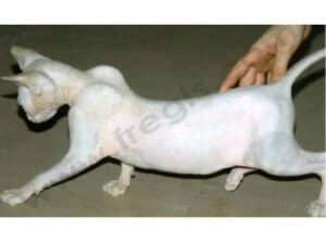 Myopathie chez le Sphynx