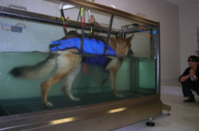 Arthrose chez le chien