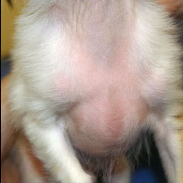 Alopecie en patron chez le Teckel