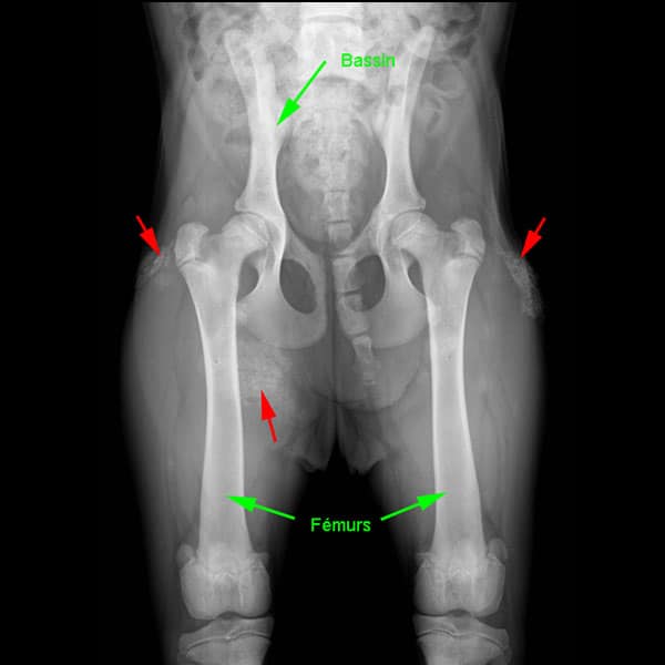 Calcinose circonscrite chez le chien