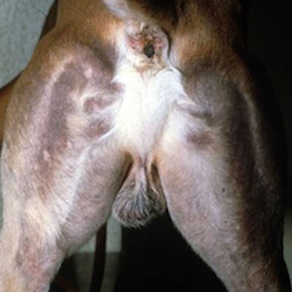 Alopecie en patron chez le Teckel
